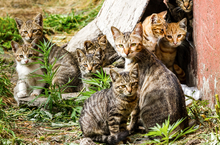 Sensitive Boys, Dancing Pigs (Maybe?!) and Feral Cat Colonies